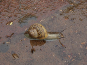 snail